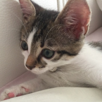 Tekir Kedi, Kedi  jonathan fotoğrafı