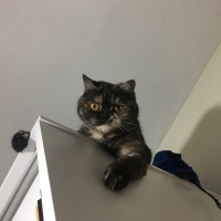 Tekir Kedi, Kedi  Latte fotoğrafı
