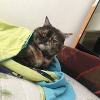 Tekir Kedi, Kedi  Latte fotoğrafı