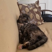Tekir Kedi, Kedi  Latte fotoğrafı