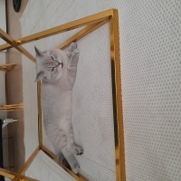 Brazilian Shorthair, Kedi  Paşa fotoğrafı