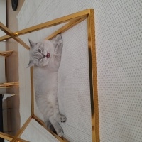 Brazilian Shorthair, Kedi  Paşa fotoğrafı