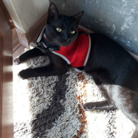 Soke, Kedi  Uğur fotoğrafı