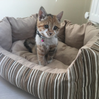 Tekir Kedi, Kedi  MAYA fotoğrafı