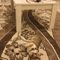 Tekir Kedi, Kedi  MAYA fotoğrafı