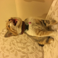 Tekir Kedi, Kedi  MAYA fotoğrafı