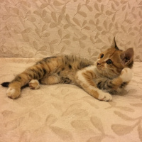 Tekir Kedi, Kedi  MAYA fotoğrafı