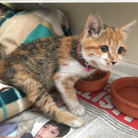 Tekir Kedi, Kedi  MAYA fotoğrafı