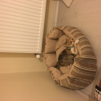 Tekir Kedi, Kedi  MAYA fotoğrafı