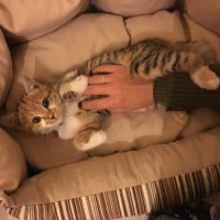 Tekir Kedi, Kedi  MAYA fotoğrafı