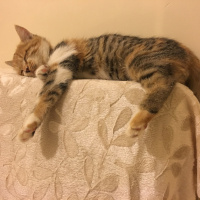 Tekir Kedi, Kedi  MAYA fotoğrafı