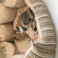 Tekir Kedi, Kedi  MAYA fotoğrafı
