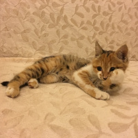 Tekir Kedi, Kedi  MAYA fotoğrafı