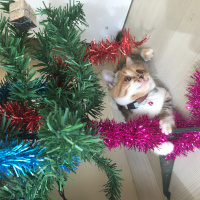 Tekir Kedi, Kedi  MAYA fotoğrafı