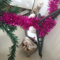 Tekir Kedi, Kedi  MAYA fotoğrafı