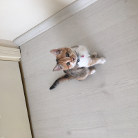 Tekir Kedi, Kedi  MAYA fotoğrafı