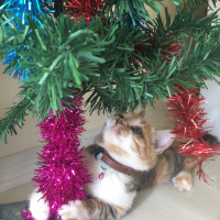 Tekir Kedi, Kedi  MAYA fotoğrafı