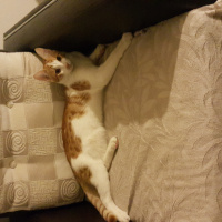 Tekir Kedi, Kedi  Badem fotoğrafı