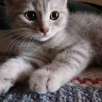 British Shorthair, Kedi  Mırmır ile pırpır fotoğrafı