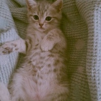 British Shorthair, Kedi  Mırmır ile pırpır fotoğrafı