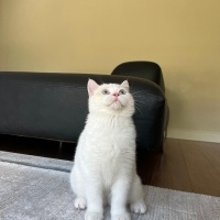 British Shorthair, Kedi  blue fotoğrafı
