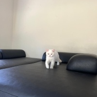British Shorthair, Kedi  blue fotoğrafı