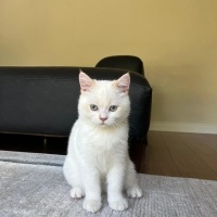 British Shorthair, Kedi  blue fotoğrafı