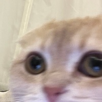 Scottish Fold, Kedi  Mia fotoğrafı