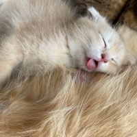 Scottish Fold, Kedi  Mia fotoğrafı