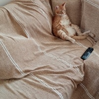 British Shorthair, Kedi  Piksel fotoğrafı