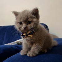 British Shorthair, Kedi  Mars fotoğrafı