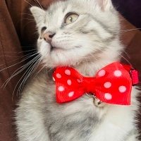 Tekir Kedi, Kedi  Yavru Şila. Sahiplendirme fotoğrafı