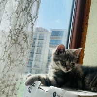 Tekir Kedi, Kedi  Yavru Şila. Sahiplendirme fotoğrafı