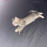 Scottish Fold, Kedi  Mars fotoğrafı
