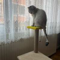 Scottish Fold, Kedi  Mars fotoğrafı