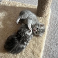 Scottish Fold, Kedi  Mars fotoğrafı