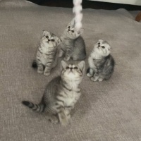 Scottish Fold, Kedi  Mars fotoğrafı