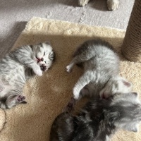 Scottish Fold, Kedi  Mars fotoğrafı