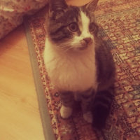 Tekir Kedi, Kedi  Paşa fotoğrafı
