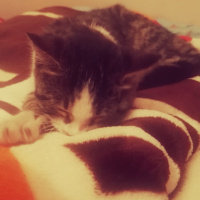 Tekir Kedi, Kedi  Paşa fotoğrafı