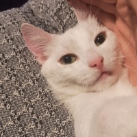 Tekir Kedi, Kedi  Timba fotoğrafı