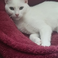 Tekir Kedi, Kedi  Timba fotoğrafı