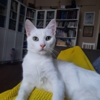 Tekir Kedi, Kedi  Timba fotoğrafı