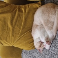 British Shorthair, Kedi  Mamuş fotoğrafı