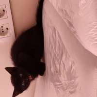 Tekir Kedi, Kedi  Zeytin fotoğrafı