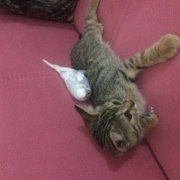 Tekir Kedi, Kedi  Fındık fotoğrafı