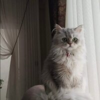 British Longhair, Kedi  Gümüş fotoğrafı