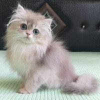 British Longhair, Kedi  Gümüş fotoğrafı