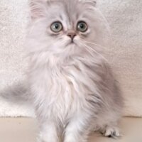 British Longhair, Kedi  Gümüş fotoğrafı