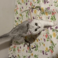 British Shorthair, Kedi  Ares fotoğrafı